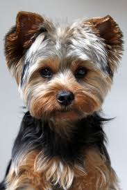 Oliver Is So Handsome With His New Haircut Yorkie Puppy Yorkie Dogs Yorkie Puppy Yorkshire Terrier Puppies