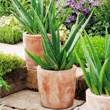 Es spendet deiner haut reichlich feuchtigkeit, beruhigt gereizte stellen und wirkt aktiv entzündungen entgegen. Aloe Vera Im Ca 12 Cm Topf Online Kaufen Bei Gartner Potschke