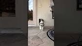 Is the smallest electronic pet door manufacturer, named for its owner henry solowieg. Solo Pet Doors Youtube