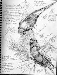 Staff 6 937 Fotografij Bird Drawings Nature Sketch Bird Art