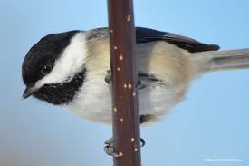 Birds Of Prey Upstate New York Chickadee Birds Bird Feeders Wildlife