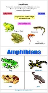 Amphibians Chart Amphibians Chart