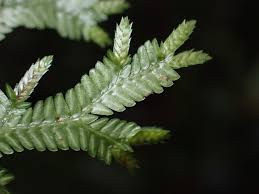 Image result for Selaginellaceae