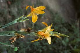 Image result for Cannaceae