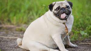 Deboned beef, chicken meal, peas, sweet potatoes, potatoes Is Your Dog Too Fat How To Get A Slimmer Pet Abc News