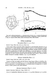 Image result for Afrostyrax