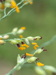 Image result for Panicum repens
