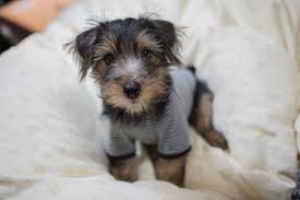 Pin By Kyeimin Kim On Puppies Norfolk Terrier Wire Fox Terrier Fox Terrier
