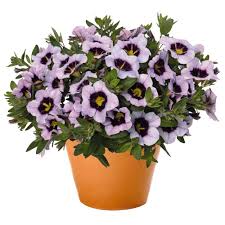 Image result for foto Million Bells