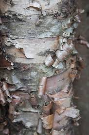 Birch Tree Bark And Stone Coupon Peeling Bark Texture Inspiration Texture Art Color Textures