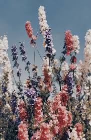 Vsco Avawright17 In 2020 Aesthetic Backgrounds Nature Aesthetic Flower Aesthetic