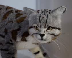 It looks like a domestic cat and almost behaves like one. Kiyoshi Mino Needle Felted Animals Andean Mountain Cat