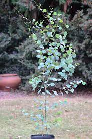 Eucalyptus Camphora Lucky Country Small White Flowers Plants Eucalyptus Tree