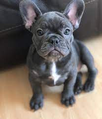French bulldog puppies denver colorado. French Bulldog Puppies For Sale Colorado Springs Co 280490