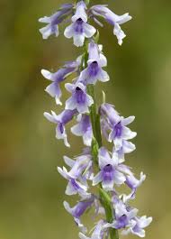 Image result for Limnophila bangweolensis