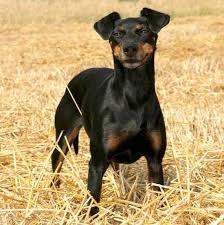 Britannica, the editors of encyclopaedia. Meet The Manchester Terrier Temperament Keen Devoted
