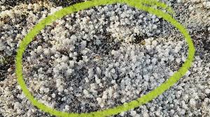 Check spelling or type a new query. What Are The Benefits Of Sea Moss