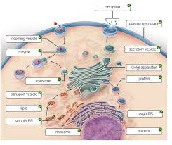 The Endomembrane System – Mhcc Biology 112: Biology For Health Professions