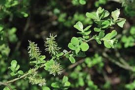 Image result for Coronopus integrifolius