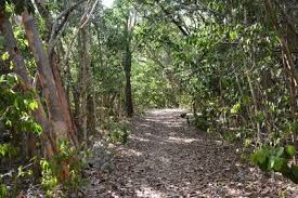 Indian key historic state park is an island within the florida state park system, located just a few hundred yards southeast of u.s. Hiking Trails Near Dagny Johnson Key Largo Hammock Botanical State Park