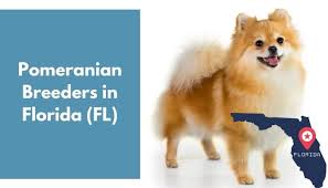 Find the perfect puppy for sale in orlando, florida at next day pets. 16 Pomeranian Breeders In Florida Fl Pomeranian Puppies For Sale Animalfate