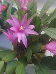 So it must have an airy soil, one that doesn't stay wet for a long period of time. Why Is My Christmas Cactus Wilting Gardener Report