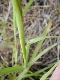 Image result for Bothriochloa bladhii
