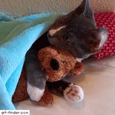 Cat Hugging Teddy Bear Awesome Awesome Bear Cat Hugging Teddy Wallpapers Cat Hug Cat Wallpaper Cats