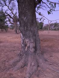 Image result for Terminalia macroptera