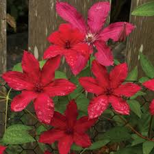 We did not find results for: Blue Angel Clematis Finegardening