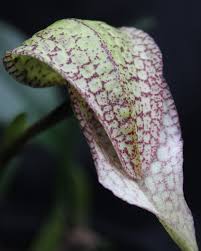 Image result for Bulbophyllum X chikukwa