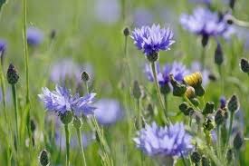 Just Seed British Wild Flower Cornflower Centaurea Cyanus 10g By Just Seed Http Www Amazon Co Uk Dp B0 British Wild Flowers Wild Flowers Trees To Plant