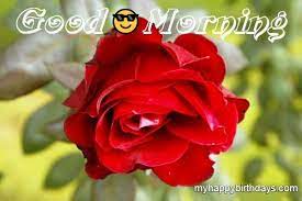 Good morning have a nice day. 200 Beautiful Good Morning Wishes With Roses Flowers Hd