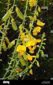 Image result for Crotalaria schliebenii