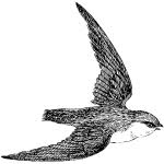Bird Image Free Svg