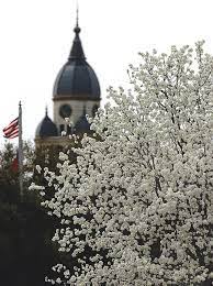 Shop trees, shrubs, bulbs & more. Where Did Those Nasty Bradford Pear Trees Come From And Why Are They So Popular