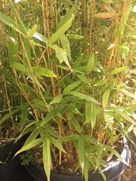 Image result for Bamboo Yellow 1958 Imperial