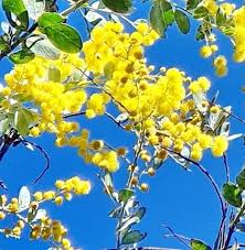 Image result for Acacia podalyriifolia
