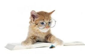 45 Cats Wearing Glasses Cute Cats Cats Cats And Kittens