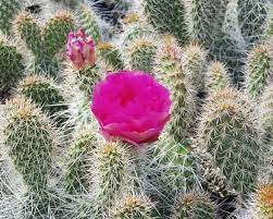 Kenner at the dixie times office. Opuntia Ursina Cv Violaciflora St George Utah Dw Uhlig Kakteen More Than 5 000 Different Species