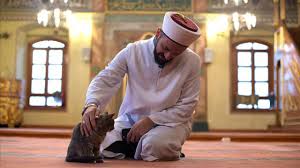 Islam Da Kedinin Yeri Hukmu Ve Ebu Hureyre R A Kedi Islam Yavru Kediler