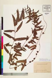 Image result for Ampelopteris prolifera