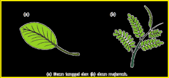 Fungsi dan gambar struktur anatomi daun tumbuhan. Jenis Jenis Daun Materi Ajar Sd Smp Sma