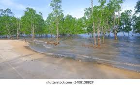 Image result for Sonneratia