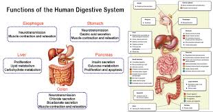 Teeth and tongue break the food into small particles by mastication or chewing. Functions Of The Human Digestive System Human Physiology