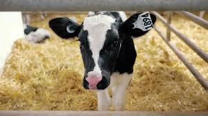 Un couple emblématique de l'amour est dans le pré va bientôt devenir parents pour la première fois. 6 Raisons Pour Lesquelles On Adore L Amour Est Dans Le Pre Le Cahier