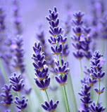 Image result for Lavandula angustifolia Vera