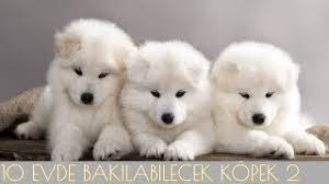 evde ve apartmanda bakilabilecek 10 zeki kopek cinsi 2 kopek dog evdebakilacakkopekler youtube