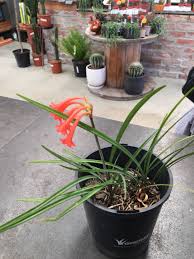 Image result for Cyrtanthus galpinii