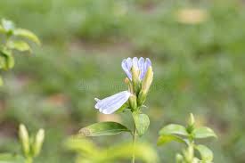 Image result for Sclerochiton harveyanus